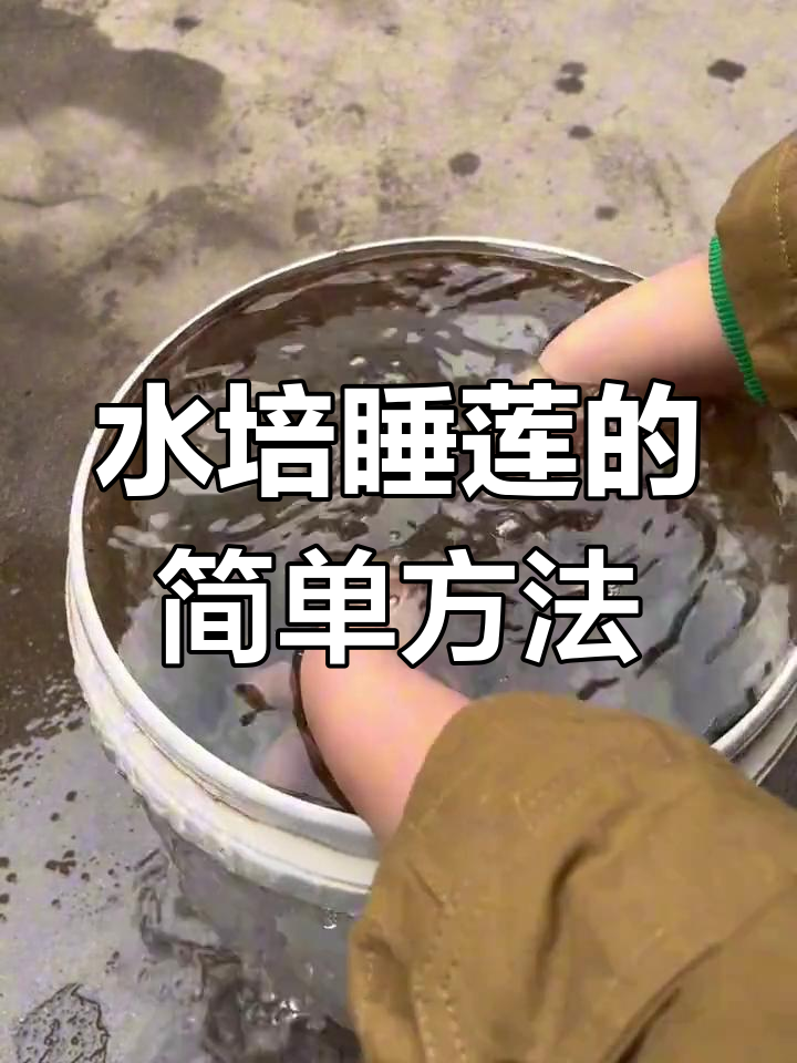 水培睡莲的养殖方法(水培睡莲的花期有多长)