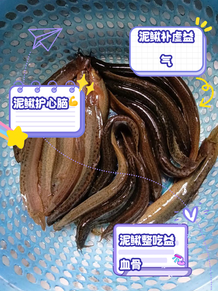 大泥鳅养殖技术(泥鳅养殖技术培训学校)