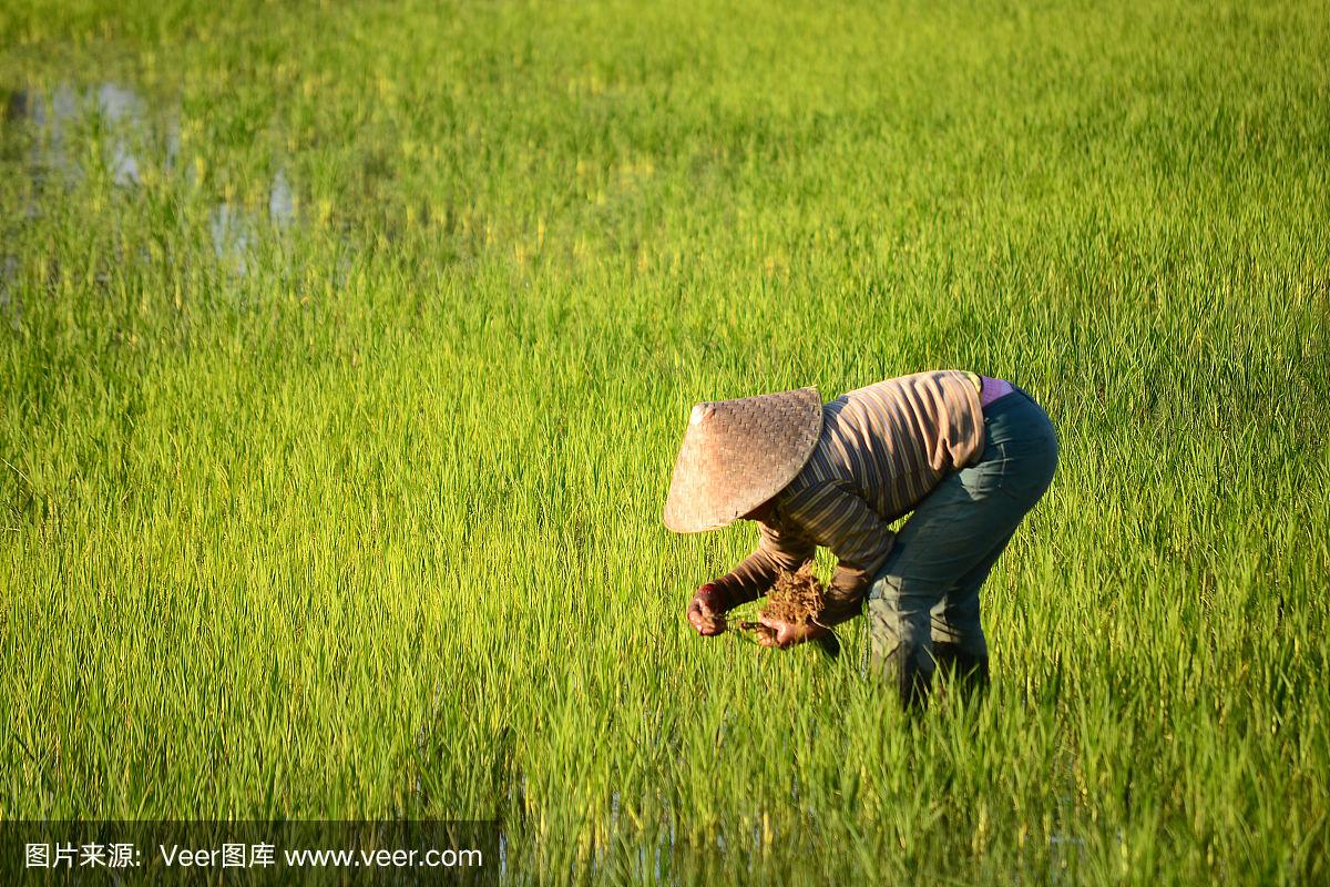 种植水稻的人(种植水稻的人是什么人)