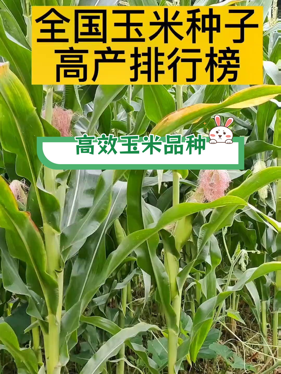 金禾658玉米种子简介(金禾df369玉米种子介绍)