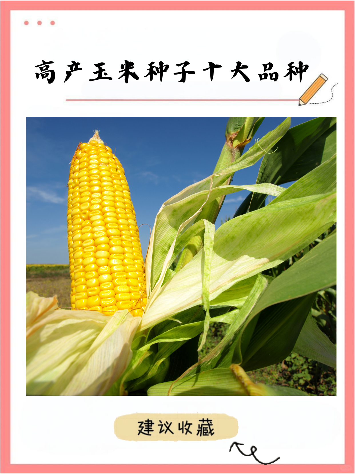 金禾658玉米种子简介(金禾df369玉米种子介绍)