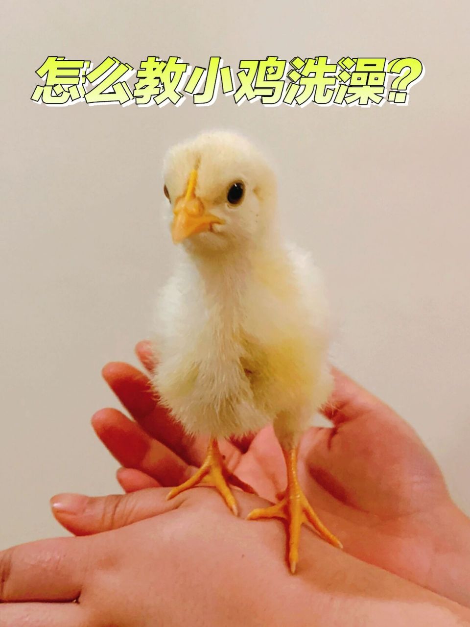 买的小鸡怎么养(小鸡怎么养成活率才大)