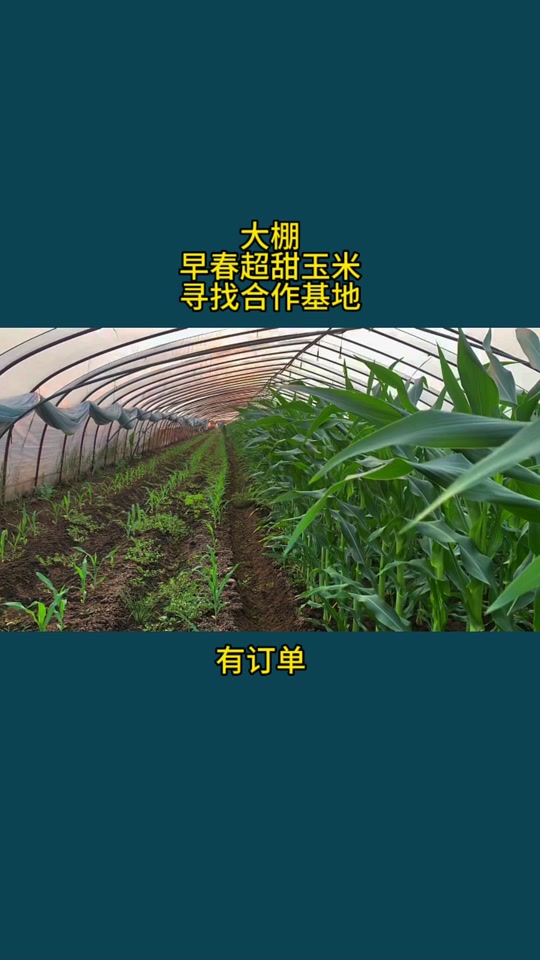 大棚甜玉米种植时间(大棚甜玉米种植时间是多少)