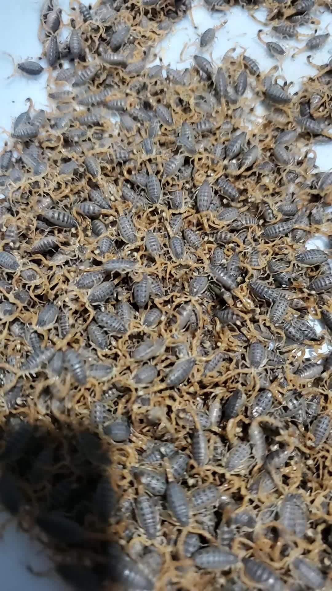 人工养蝎技术(人工养蝎技术有哪些)