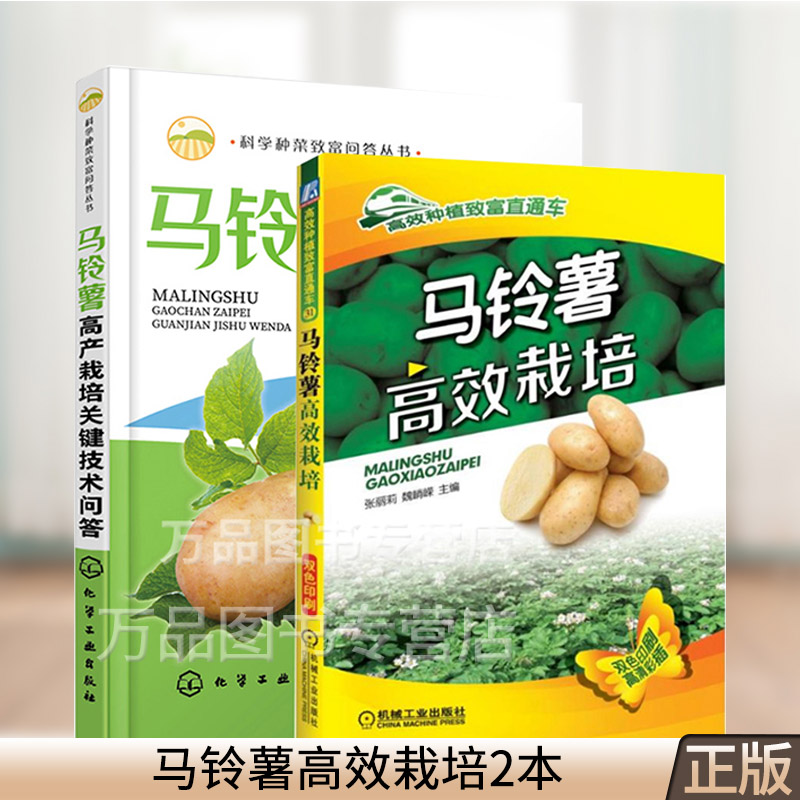 怎样种植马铃薯高产(怎么种植马铃薯获得高产)