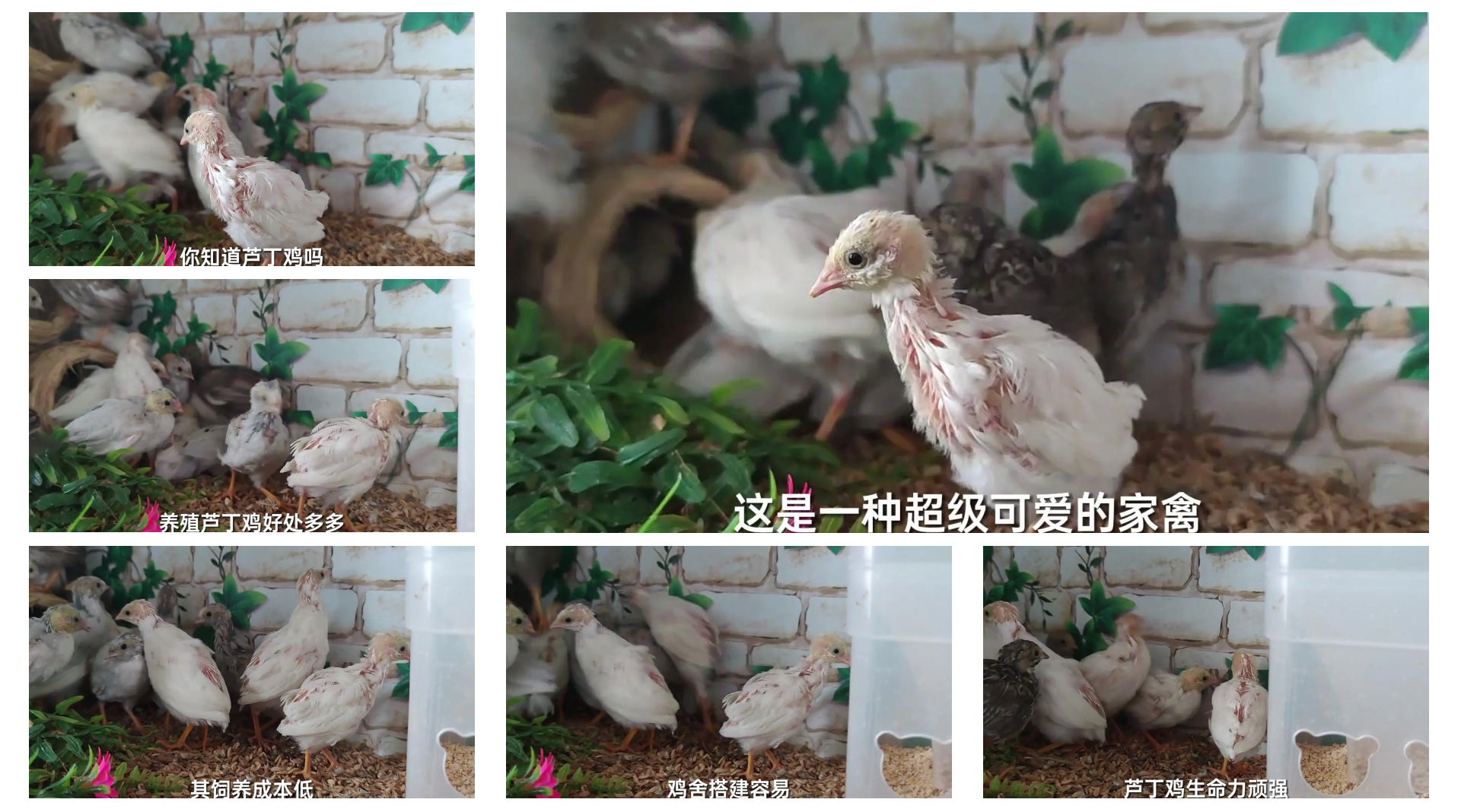 芦丁鸡家庭养殖方法(芦丁鸡家庭养殖方法能不能用笼子养)
