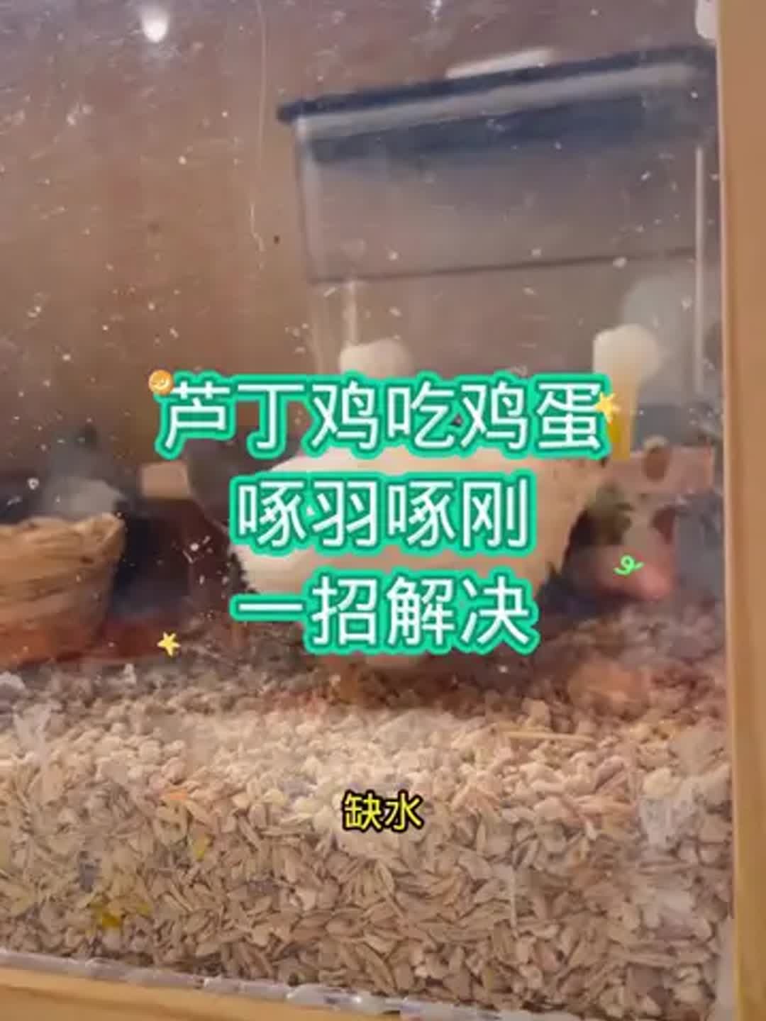 芦丁鸡家庭养殖方法(芦丁鸡家庭养殖方法能不能用笼子养)