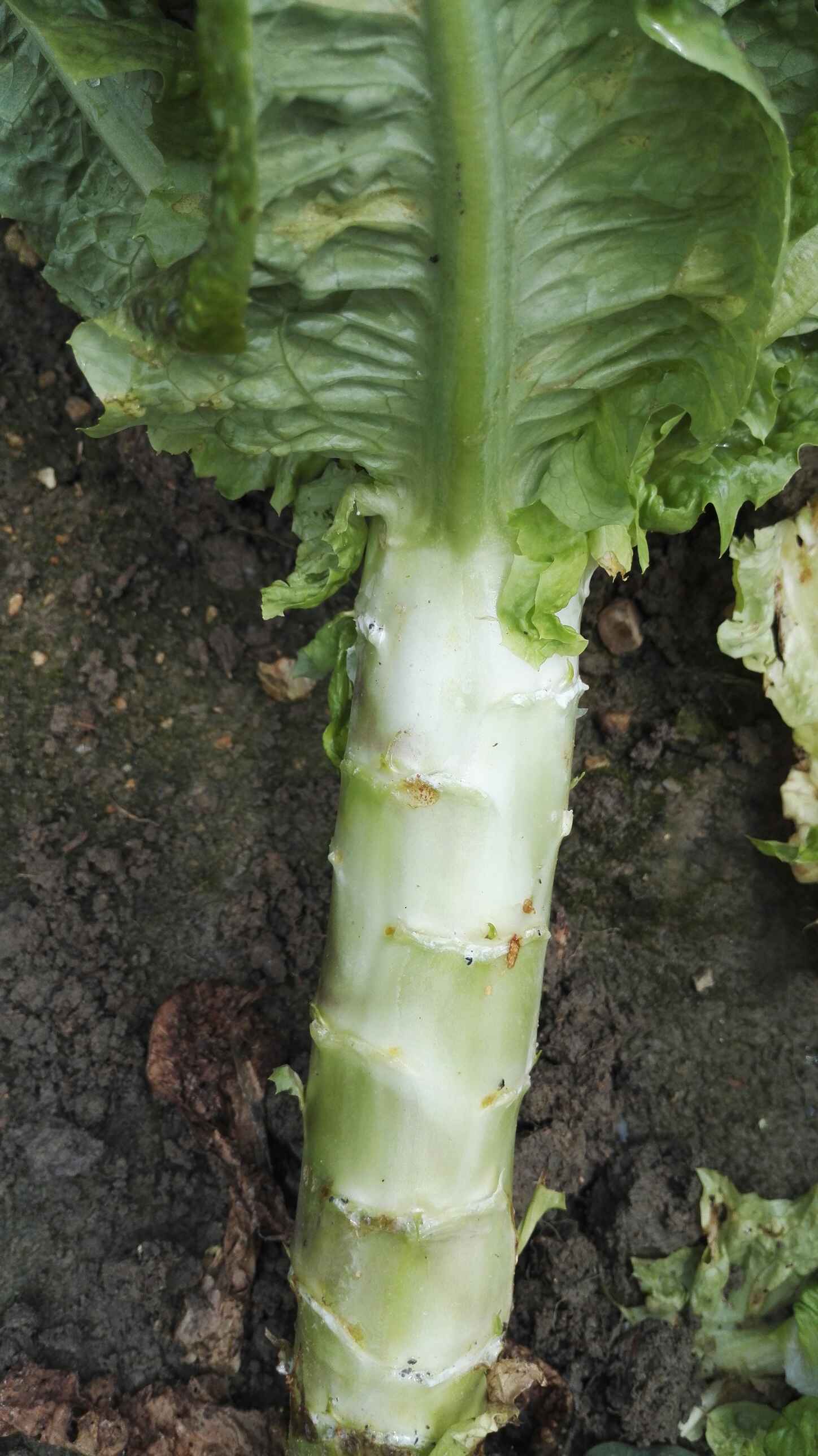 莴笋好种吗(莴笋种植前景如何)