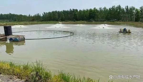 水产的养植(水产养植水质调节剂)