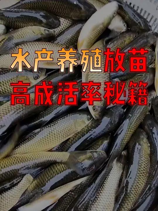水产的养植(水产养植水质调节剂)