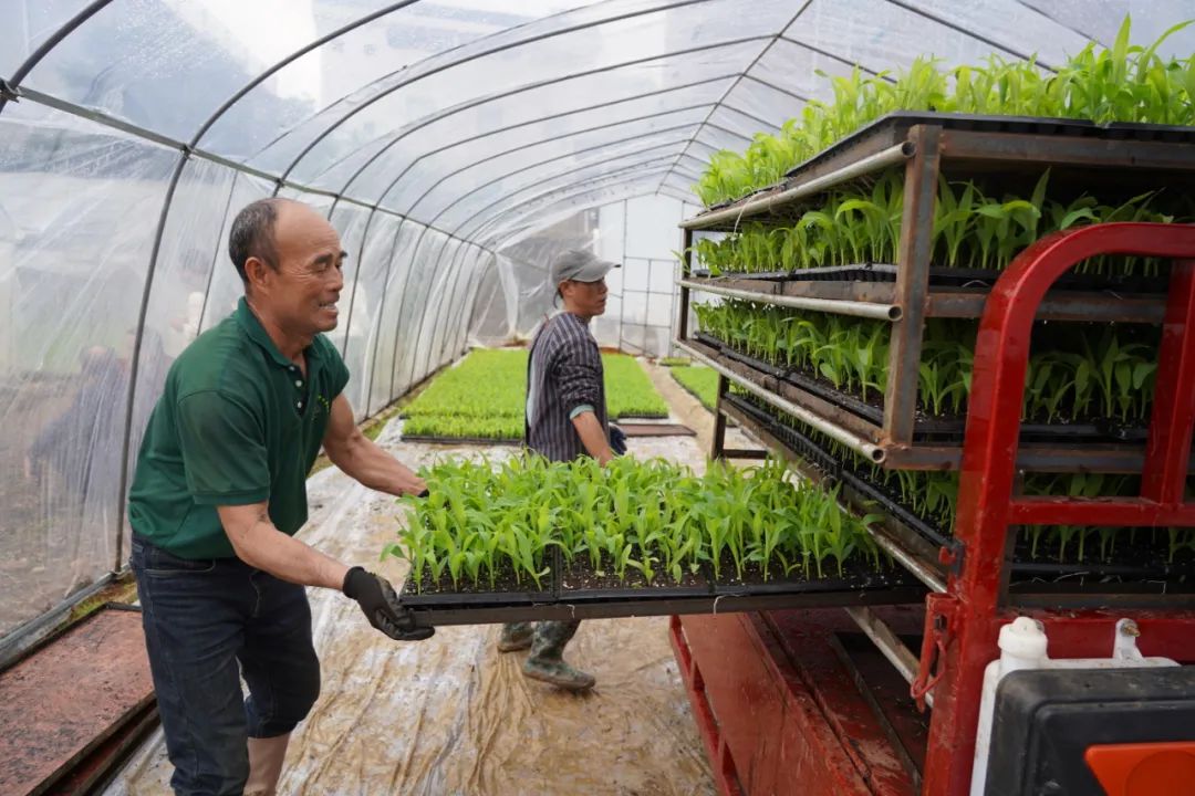 高产地膜玉米种植技术(高产地膜玉米种植技术视频)