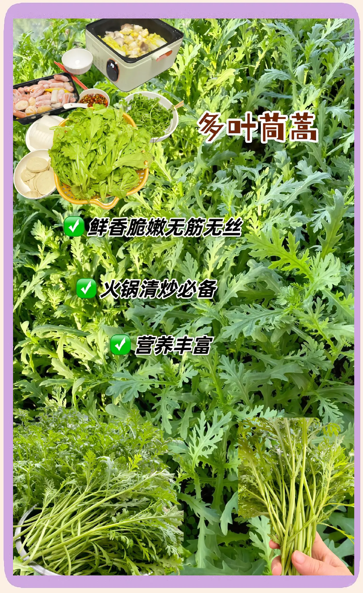 茼蒿怎么播种(茼蒿怎么播种出苗好?)