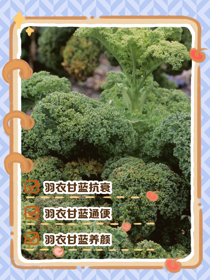 甘蓝的禁忌(甘蓝能不能吃)