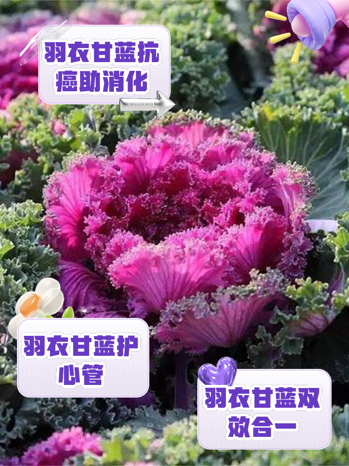 甘蓝的禁忌(甘蓝能不能吃)