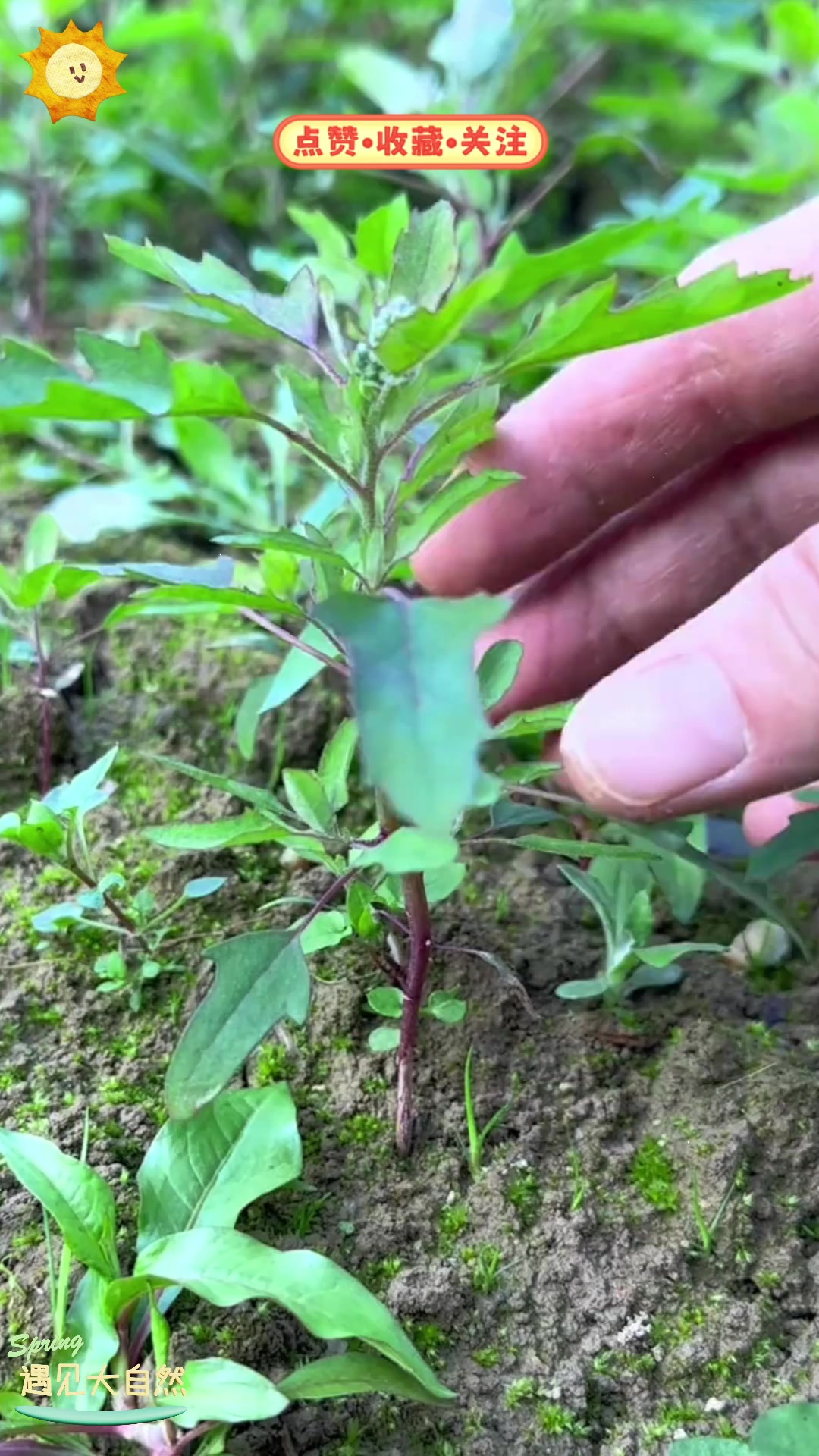 条蔬菜(绿色长条蔬菜)