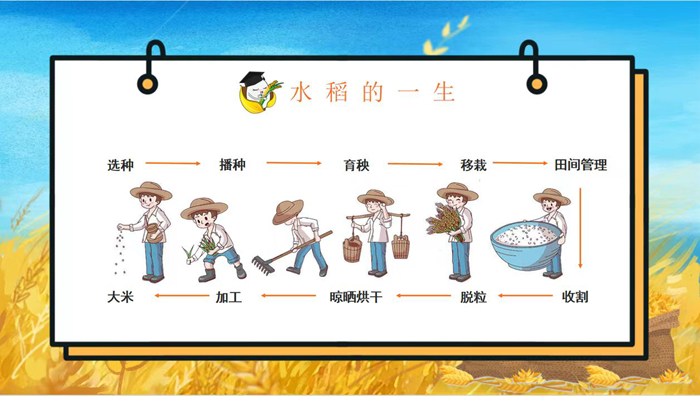 稻谷的种植过程图解(稻谷的种植过程图解说明)
