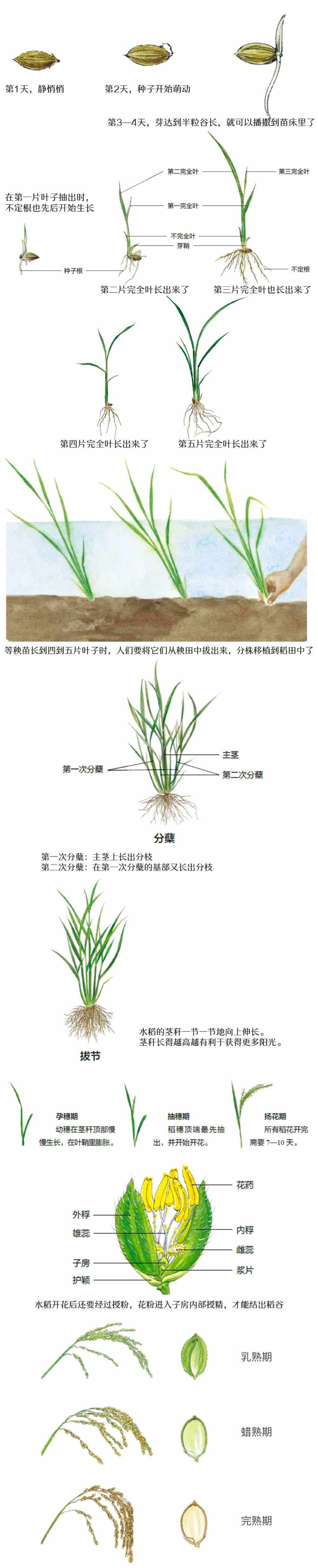 农业种子分类(农业上种子类别有哪些)