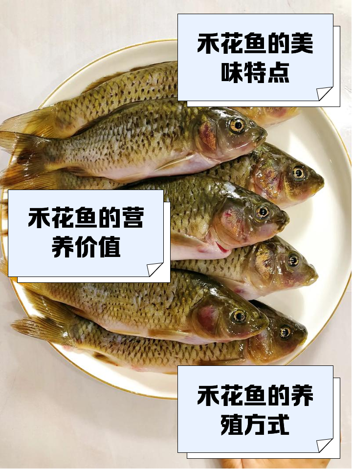 季花鱼养殖技术(季花鱼学名叫什么)
