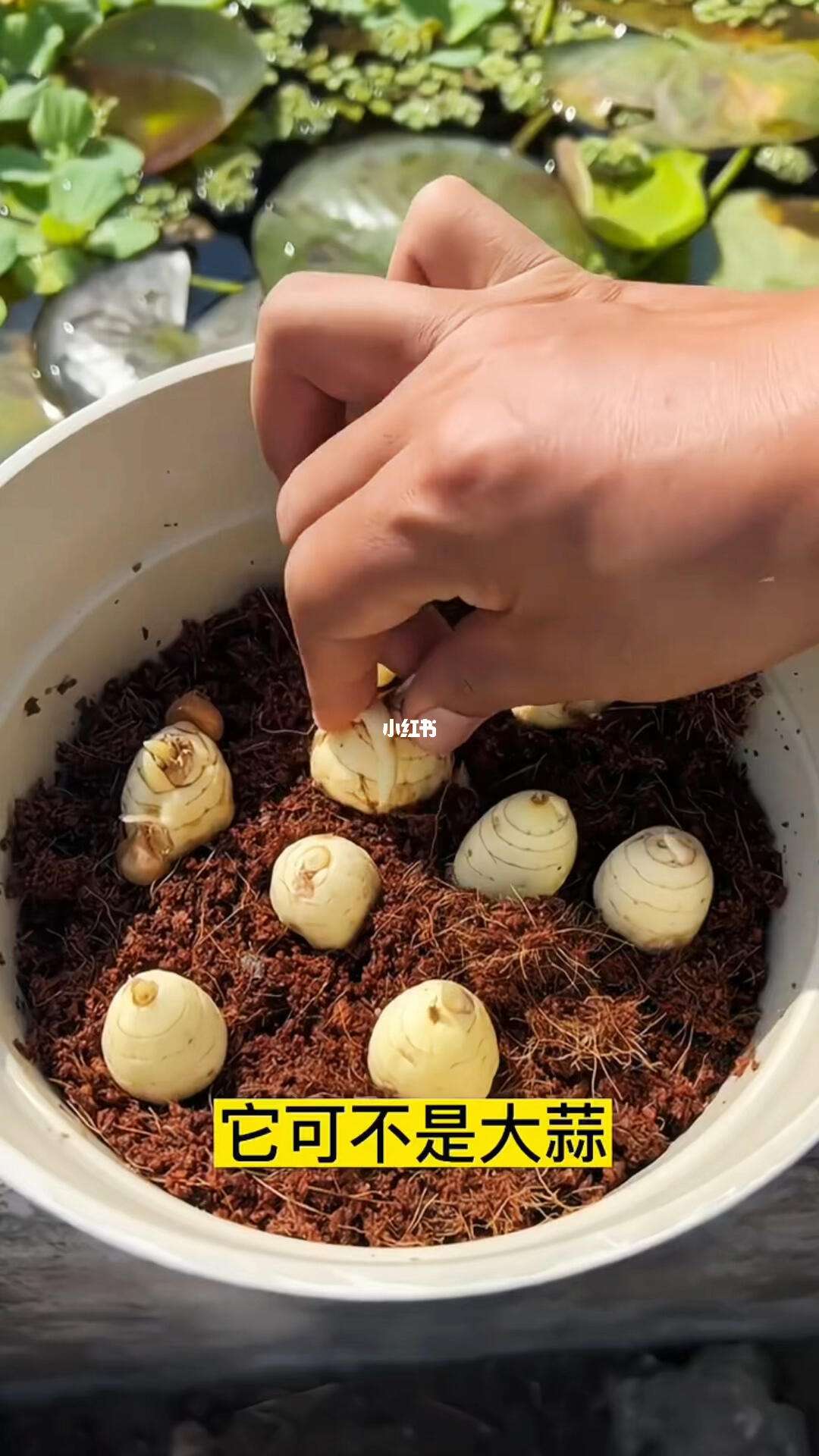 香雪兰种球的种植方法(香雪兰种球的种植方法株距多少)