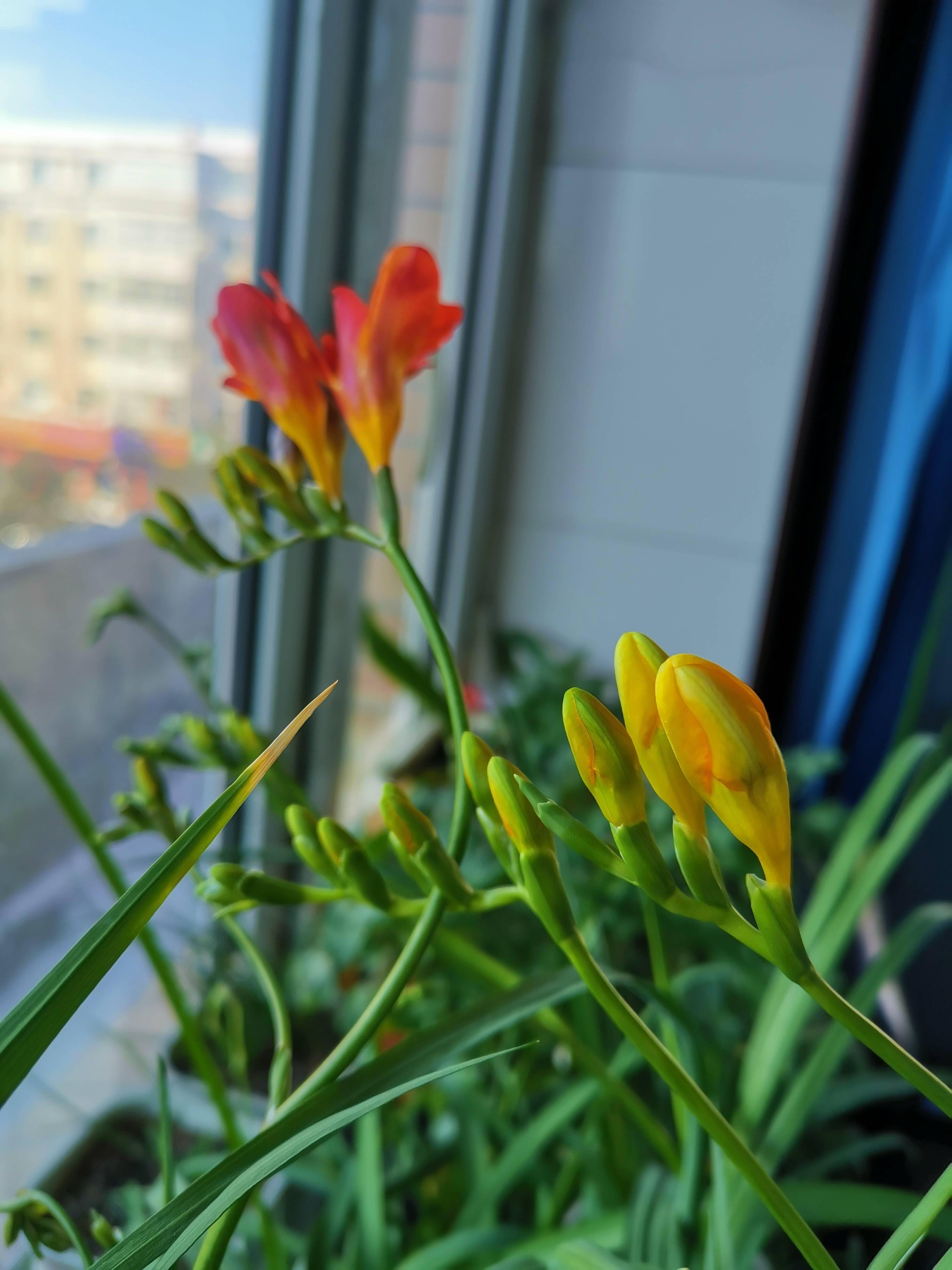 香雪兰种球的种植方法(香雪兰种球的种植方法株距多少)