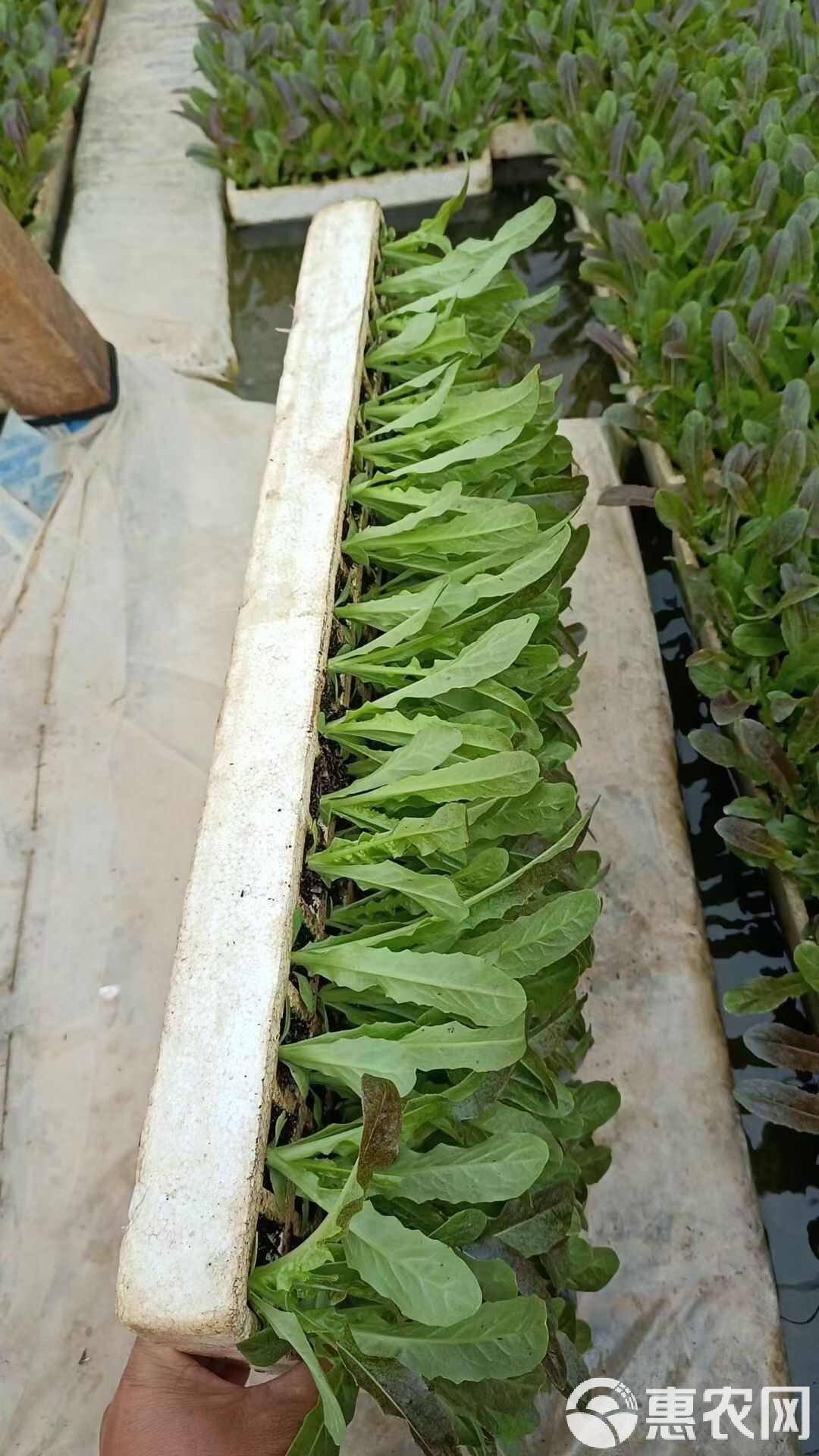莴笋株行距(莴笋种植株行距离多少?)