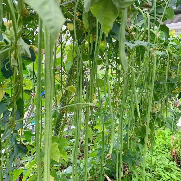 豆角繁殖方式(豆角繁殖方式图片)