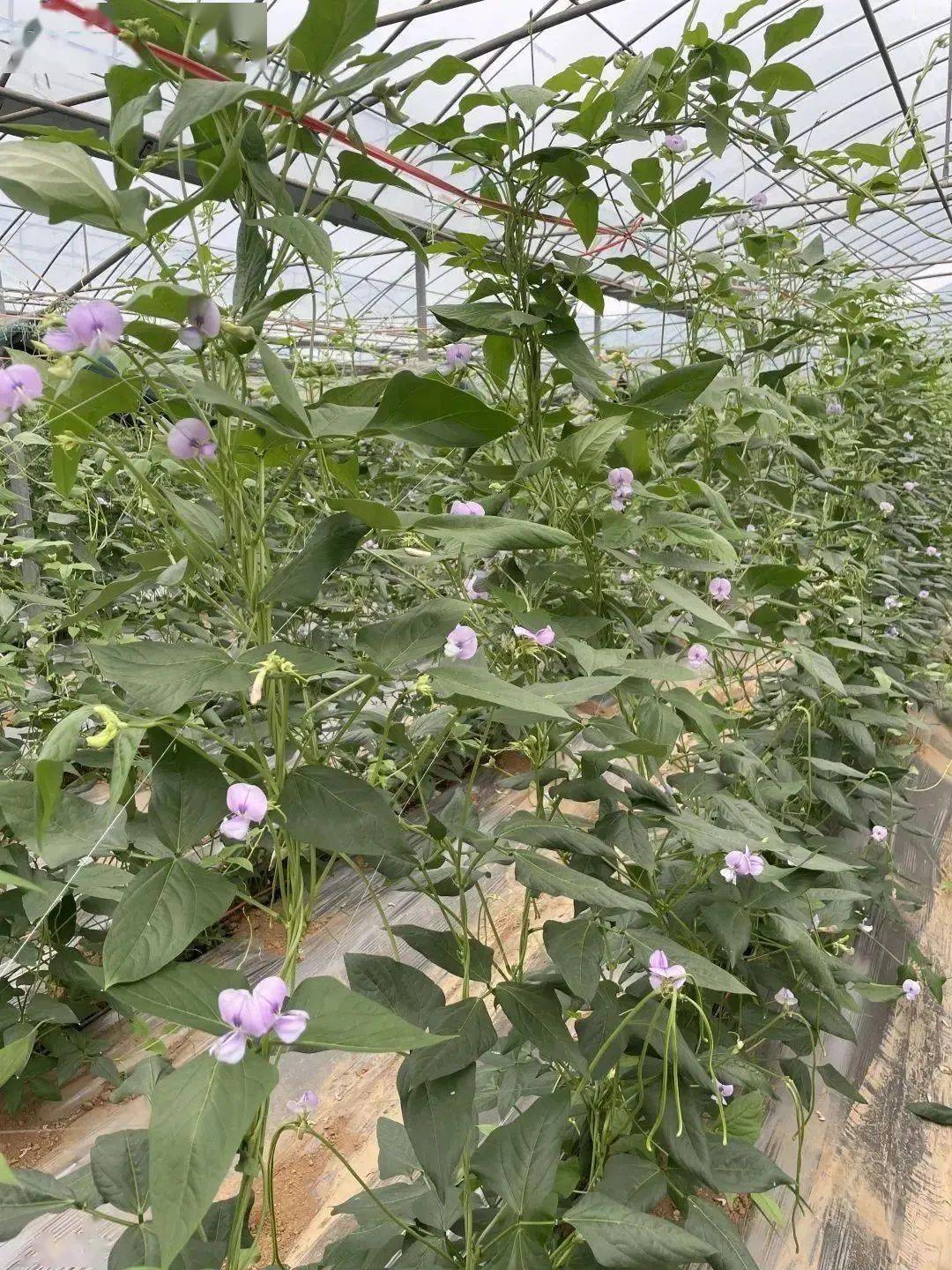 豆角繁殖方式(豆角繁殖方式图片)