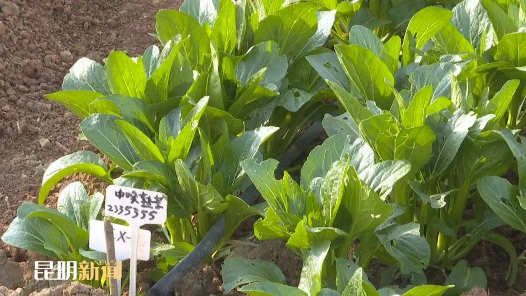 昆明适合种植什么蔬菜(昆明这个季节适合种点什么菜)