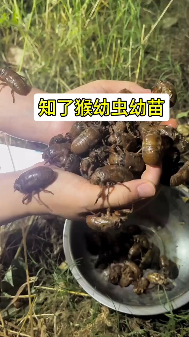 金蝉人工养殖技术知了猴养殖技术(金蝉怎么养殖金蝉人工养殖技术视频)