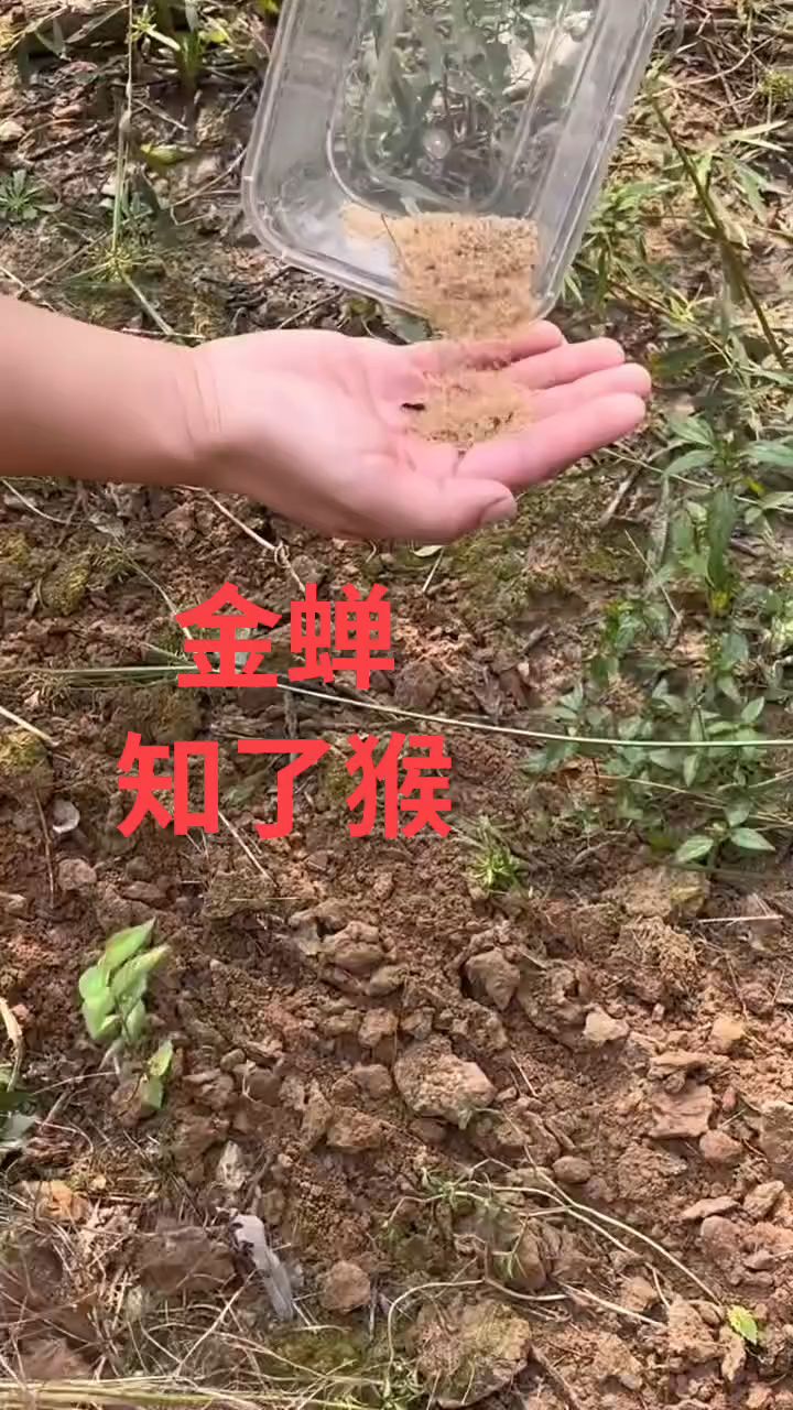 金蝉人工养殖技术知了猴养殖技术(金蝉怎么养殖金蝉人工养殖技术视频)