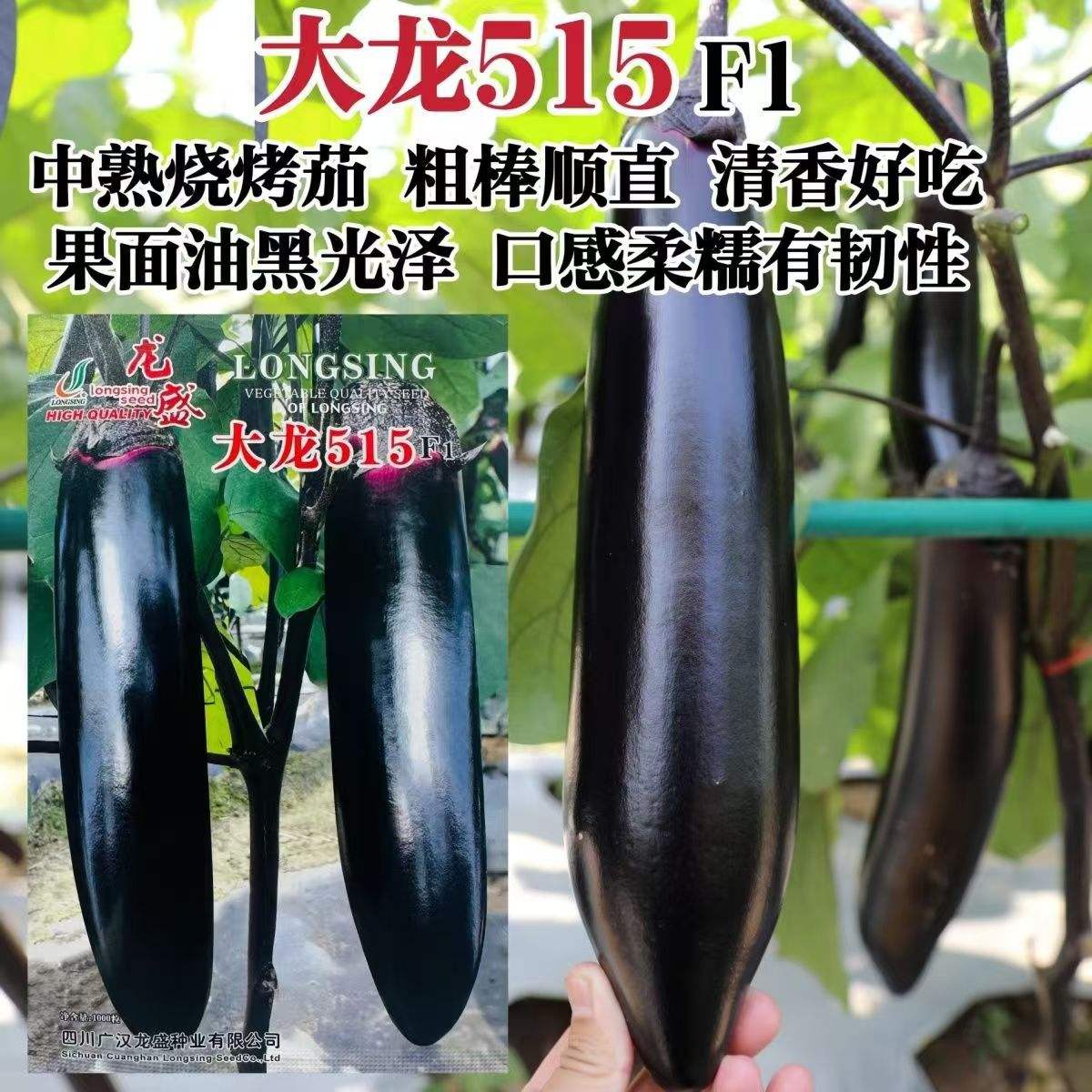茄子种子什么品种好(茄子种子什么品种好呢)