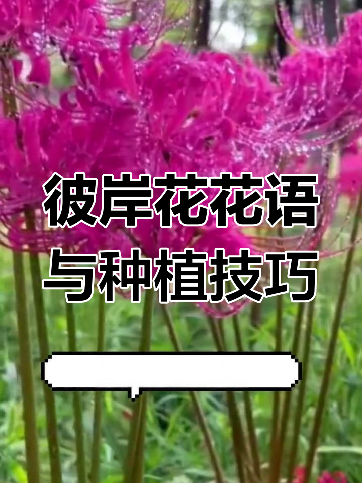 彼岸花怎么种(彼岸花怎么种植方法)