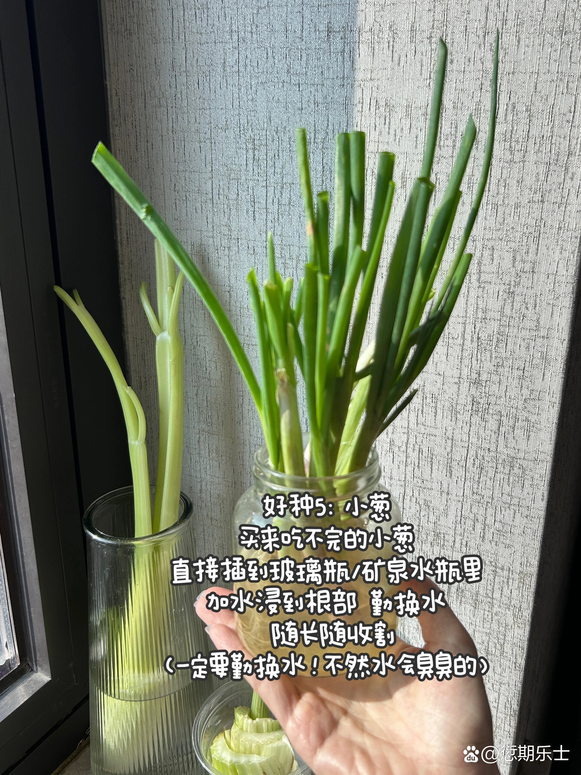 矿泉水瓶种生菜(矿泉水瓶种生菜步骤)
