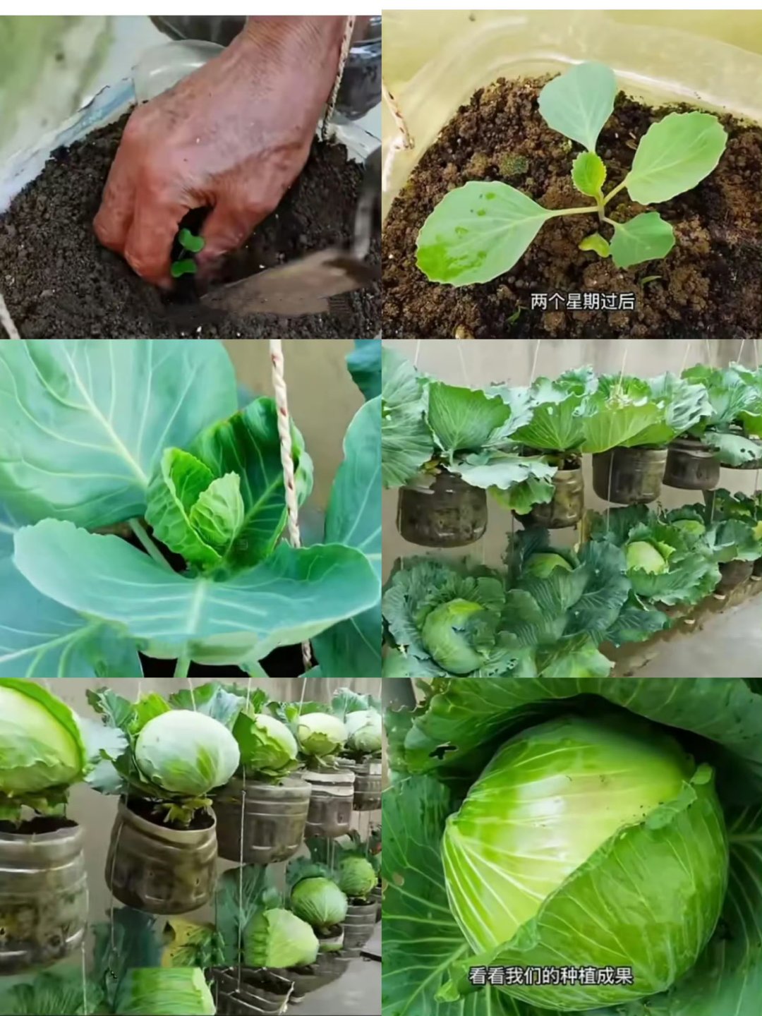矿泉水瓶种生菜(矿泉水瓶种生菜步骤)