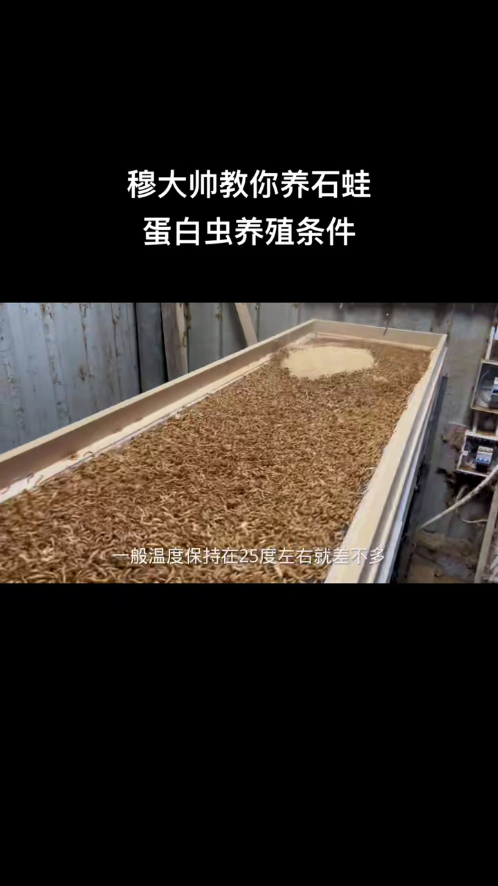 黄粉虫养殖技术视频(黄粉虫养殖技术视频教程)