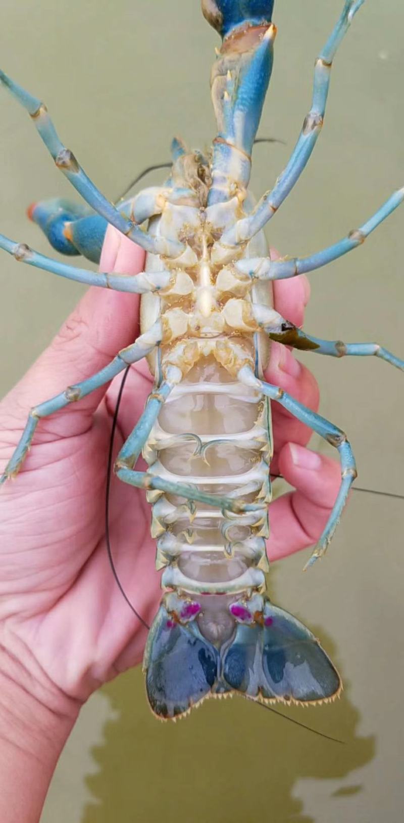 淡水养殖澳洲龙虾技术(澳洲淡水龙虾养殖成本效益)