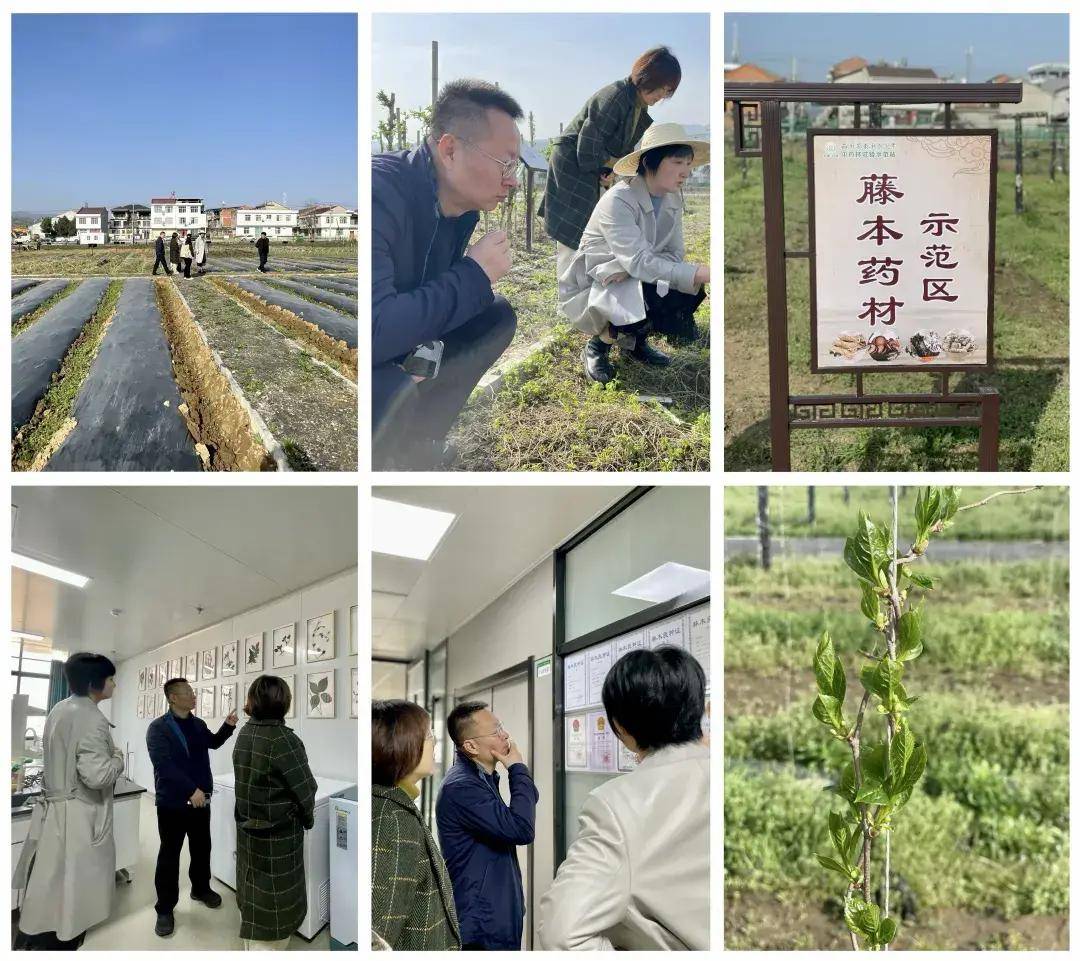 gap种植(gap种植基地怎么认证)