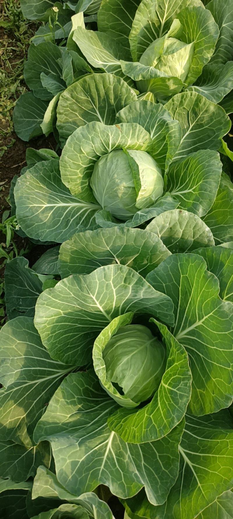 甘蓝和包心菜(甘蓝和包心菜是一个菜吗)
