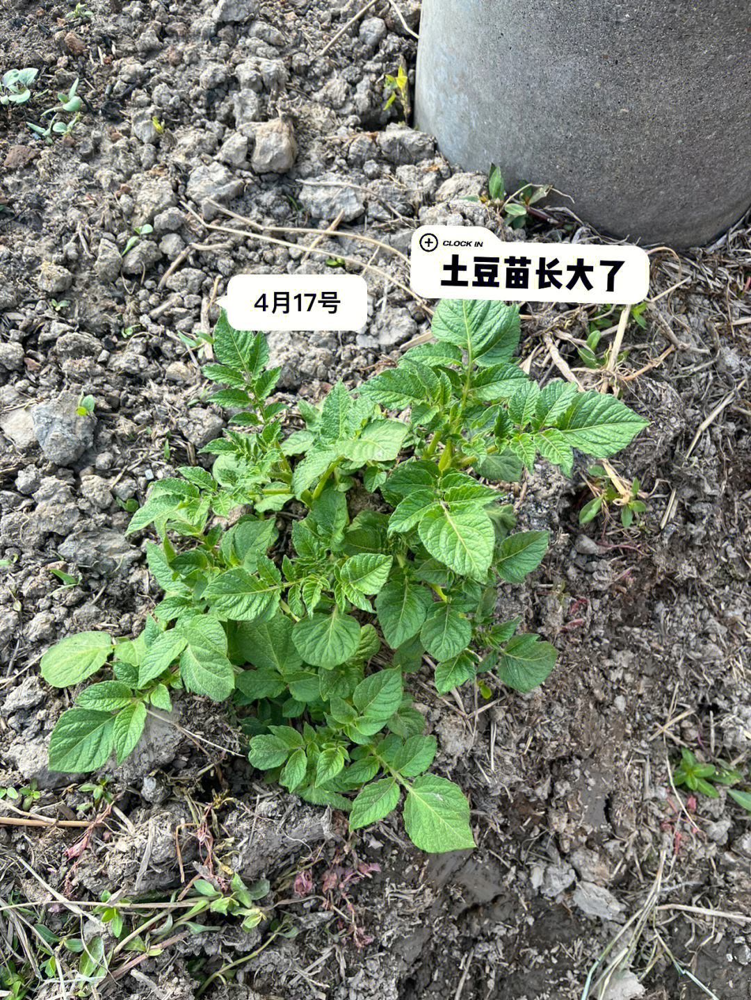 发芽土豆种植(发芽土豆种植出的土豆能吃吗)