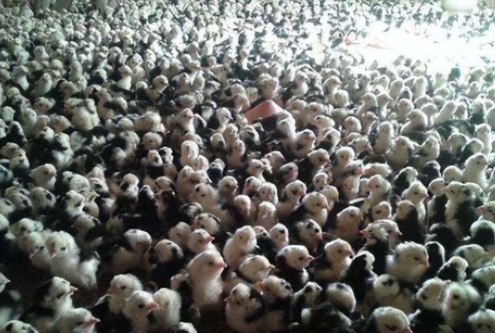 养鸡5000只利润(养5000只鸡一年利润)