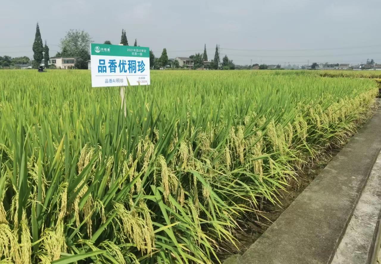 四川最好吃的水稻品种(四川最好吃的水稻品种排行榜)