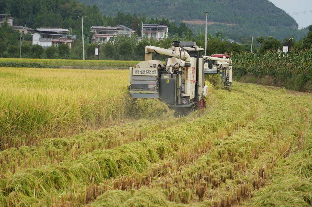 四川最好吃的水稻品种(四川最好吃的水稻品种排行榜)
