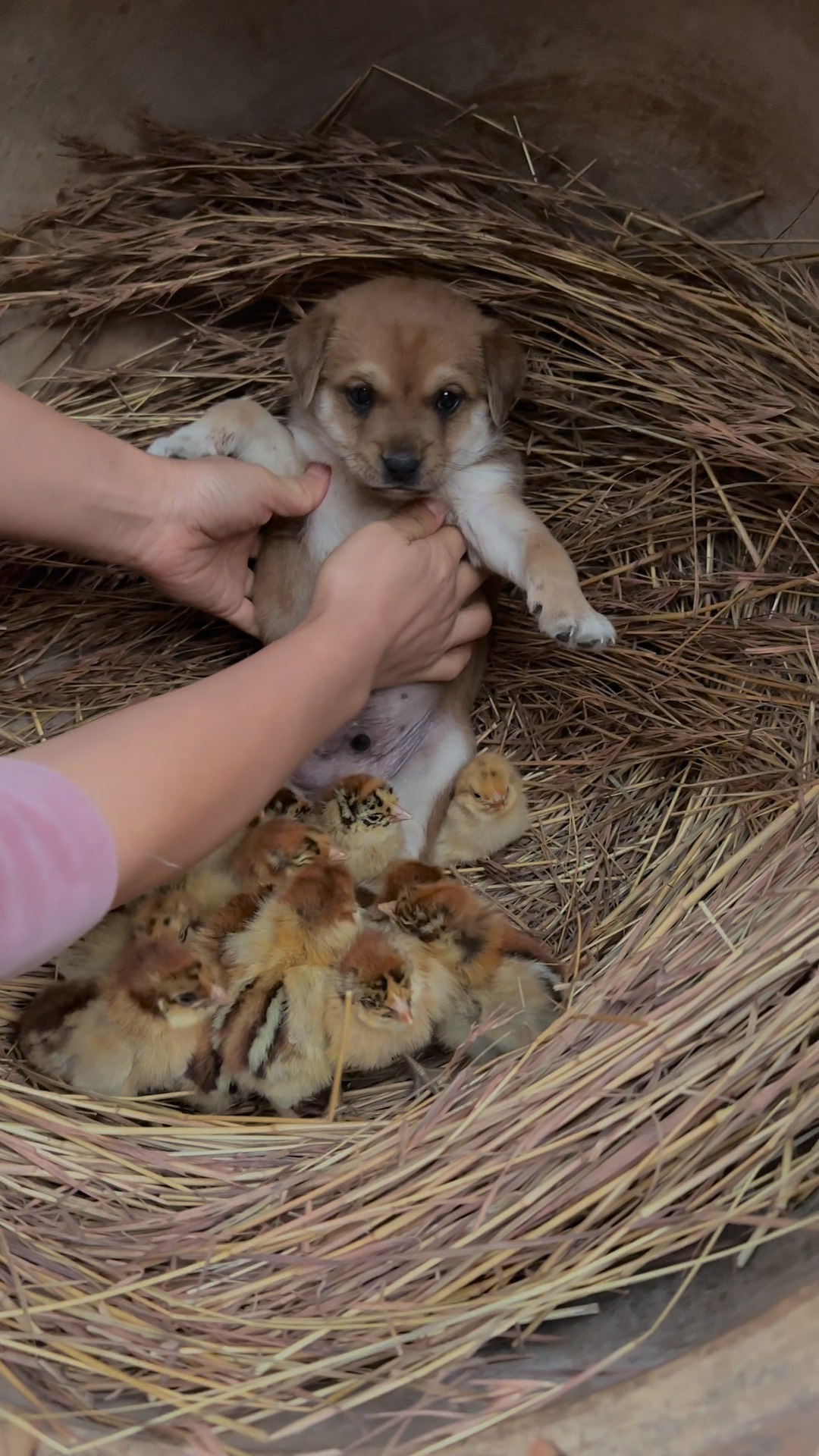 养小鸡如何取暖(养小鸡如何取暖视频)