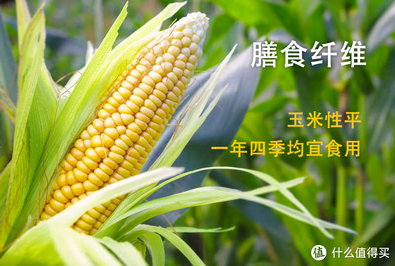 吃玉米会降低免疫力吗(吃玉米会降低免疫力吗女性)