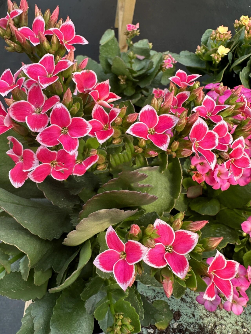 长寿花种类(长寿花种类大全)