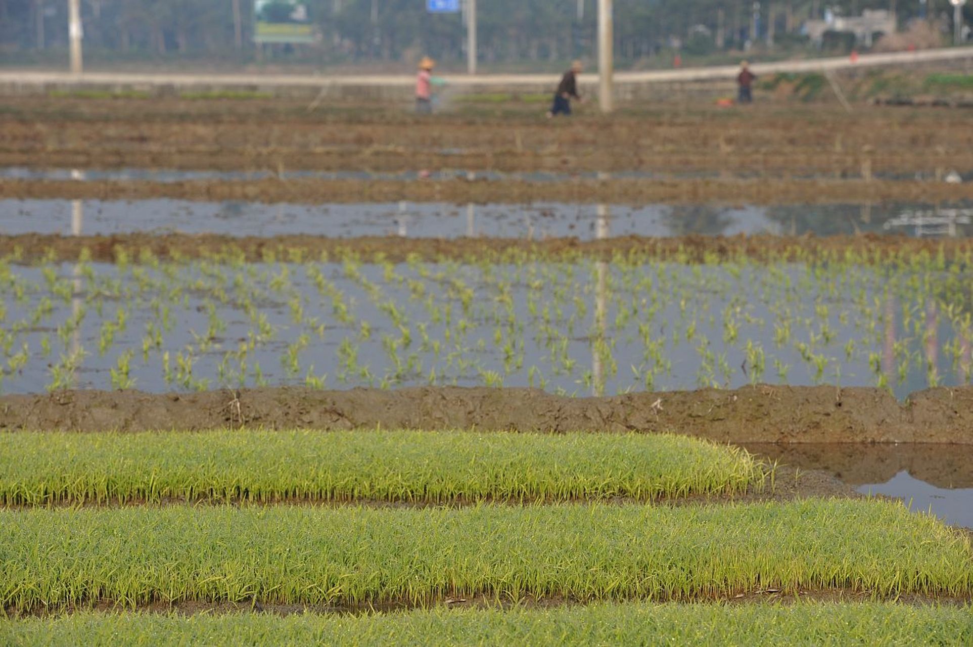 家庭农场水稻种植(水稻种植类家庭农场经营的具体类型)