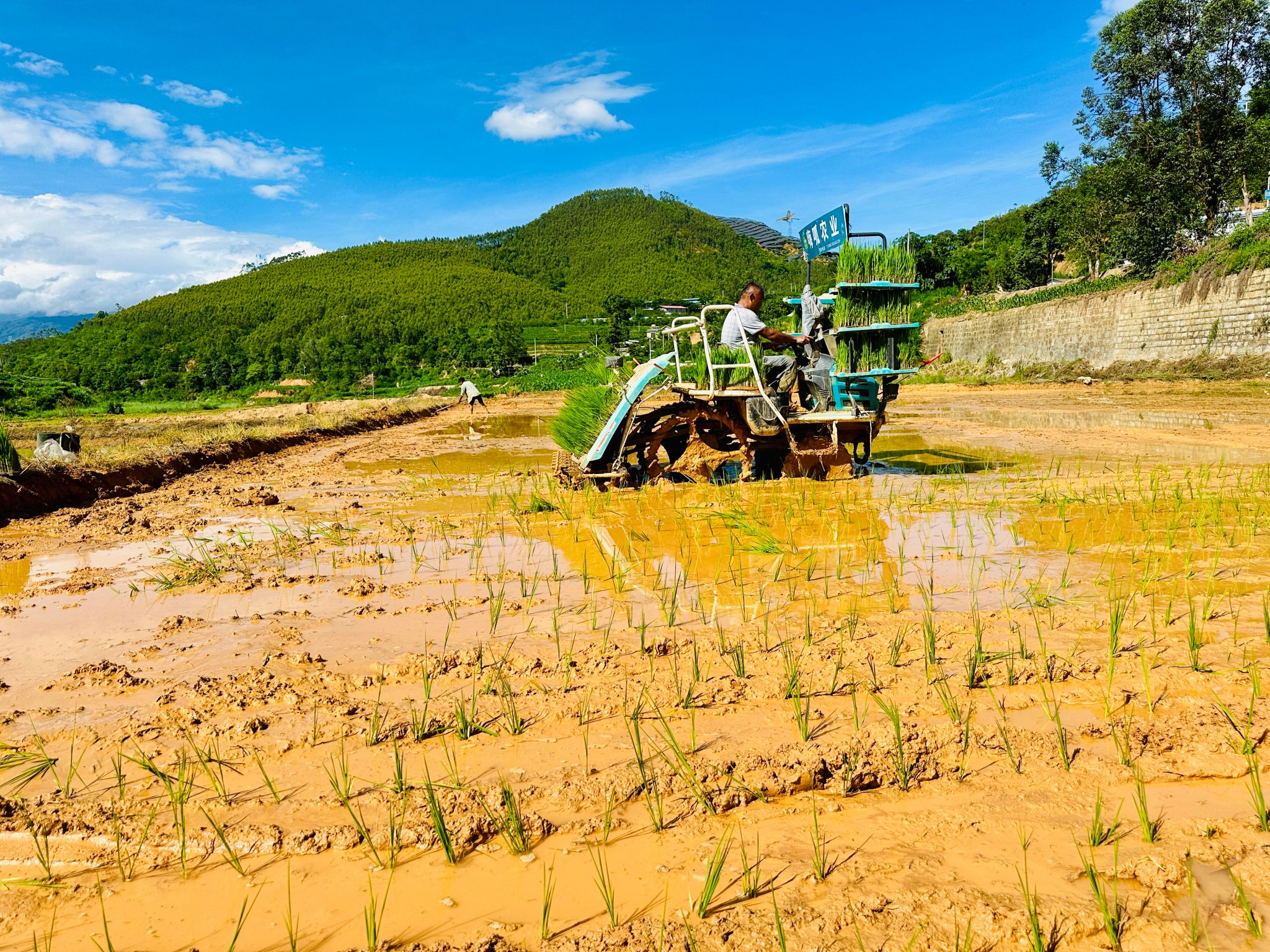 家庭农场水稻种植(水稻种植类家庭农场经营的具体类型)