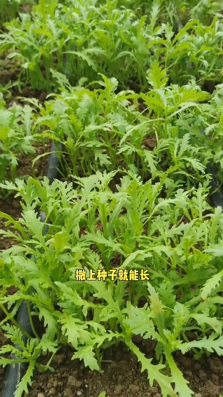 茼蒿能移栽吗(茼蒿能移栽吗怎么种)