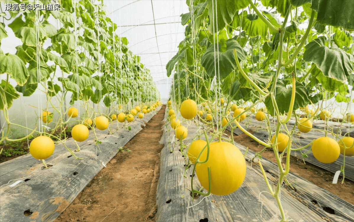 日本香瓜种植技术(日本香瓜种植技术视频)