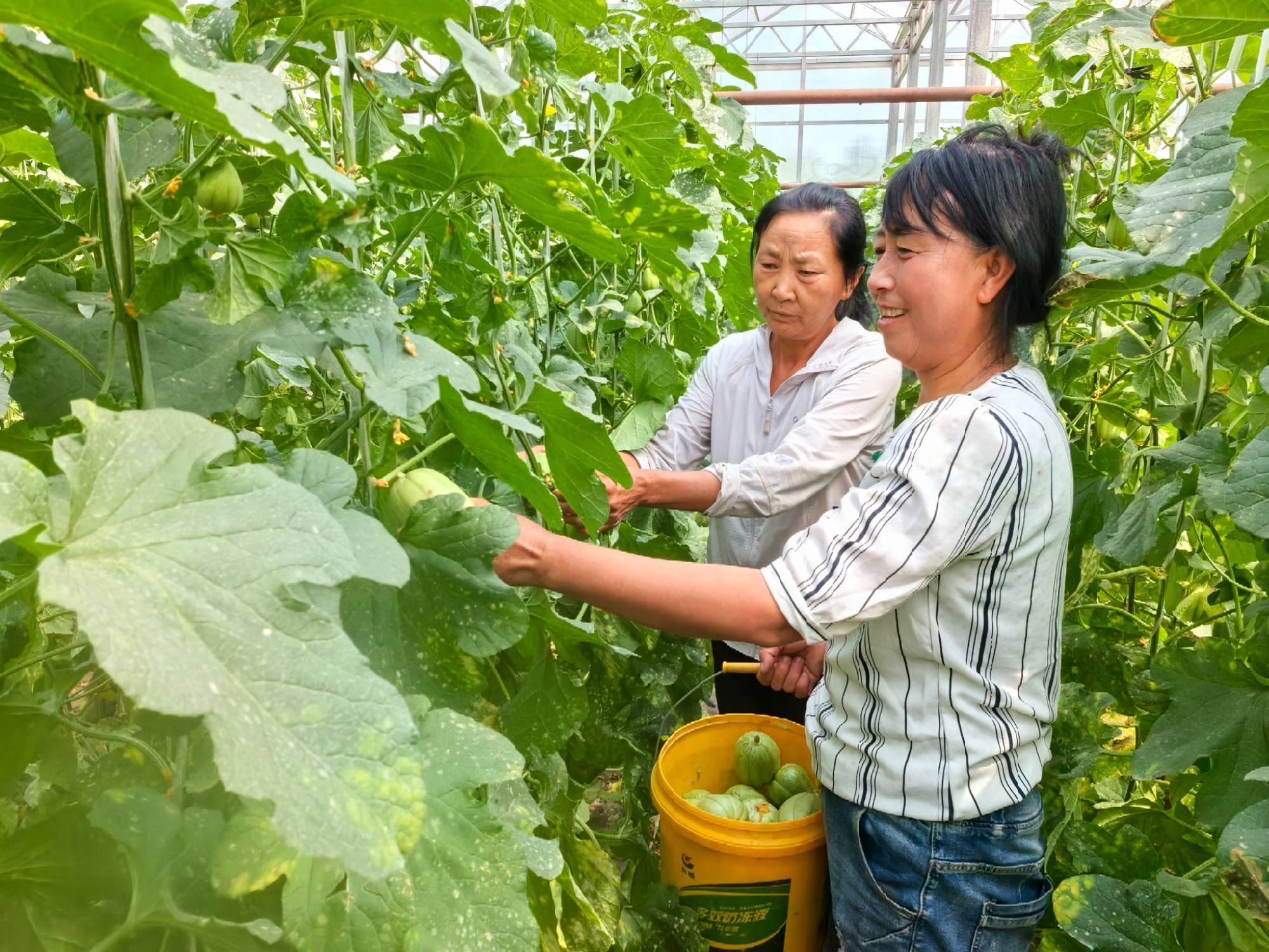 日本香瓜种植技术(日本香瓜种植技术视频)